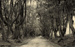 Delcampe - CPA Barbados BWI, Waldweg, Bäume, Unbefestigte Straße - Barbados