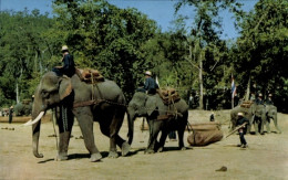 Delcampe - CPA Chiang Mai Thailand, Arbeitselefanten Im Wald, Blauer Himmel, Grüne Bäume, Männer Auf Elefante - China