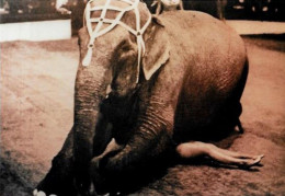 Delcampe - CPM Cirque Circus Cirk éléphant Non Circulé éditeur MD - Zirkus