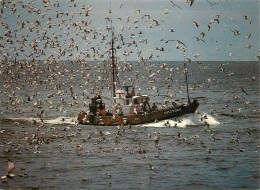 Delcampe - RETOUR DE PECHE A LA SARDINE EN BRETAGNE - Fischerei