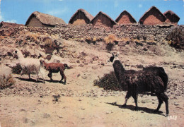 Delcampe - PEROU PUNO LAMA ET FERMES TYPIQUES - Peru