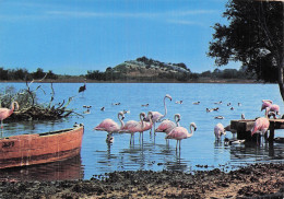 Delcampe - 11 SIGEAN RESERVE AFRICAINE DE SIGEAN - Sigean