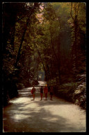 Delcampe - Jamaica - The Famous Fern Guilty, Ocho Rios - Jamaica