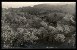 Delcampe - Mallorca - Almendros - Mallorca