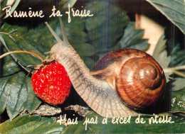 Delcampe - Theme Animaux - CPM ESCARGOT - Insecten