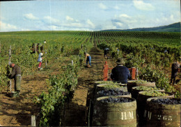 Delcampe - CPSM Arbois Jura France Domaine Francoise De Montfort - Arbois