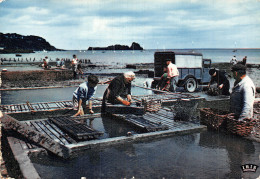 Delcampe - 35 CANCALE LES PARCS A HUITRES - Cancale
