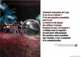 Delcampe - Carte Postale - Animaux - Fourmi - CPM - Voir Scans Recto-Verso - Poscard - Carta Postal -  Postkarte - Insecten