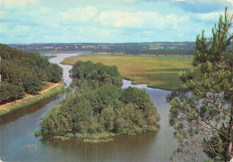 Delcampe - 35 REDON L ILE AUX PIES - Redon