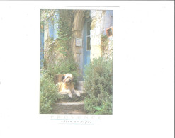 Delcampe - PROVENCE  CHIEN AU REPOS          ** *  RARE     A SAISIR **** - Sonstige