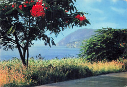 Delcampe - 971 VIEUX HABITANTS VUE DE LA COTE - Sonstige & Ohne Zuordnung