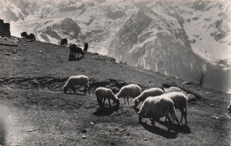 Delcampe - 74 SALLANCHES LA PAIX DES HAUTS PATURAGES - Sallanches