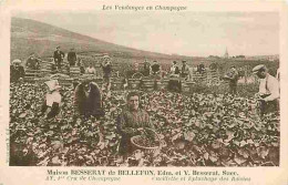 Delcampe - Carte Postale Ancienne - Vignes - Les Vendanges En Champagne - Maison Besserat De Bellefon - Cueillette Et Epeluchage De - Weinberge