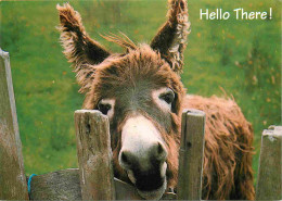 Delcampe - Carte Postale - Animaux - Anes - CPM - Voir Scans Recto-Verso - Esel