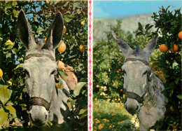 Delcampe - Carte Postale - Animaux - Anes - Espana - Burrito Entre Naranjos Y Limoneros - CPM - Voir Scans Recto-Verso - Esel