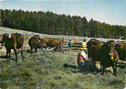 Delcampe - Carte Postale - Animaux - Vaches - Auvergne - La Traite Des Vaches En Montagne - Paysans - CPM - Voir Scans Recto-Verso - Cows