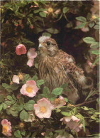 Delcampe - Carte Postale - Animaux - Oiseaux - Rapaces - Faucon Crécerelle - CPM - Voir Scans Recto-Verso - Poscard - Carta Postal - Vogels