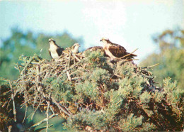 Delcampe - Carte Postale - Animaux - Oiseaux - Rapaces - Balbuzard - Osprey - CPM - Voir Scans Recto-Verso - Poscard - Carta Postal - Vogels