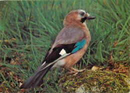 Delcampe - Carte Postale - Animaux - Oiseaux - Geai Des Chenes - CPM - Voir Scans Recto-Verso - Poscard - Carta Postal -  Postkarte - Vogels