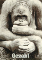 Delcampe - Carte Postale - Animaux - Singes - Orang-Outan - Carte à Message - Carte Neuve - CPM - Voir Scans Recto-Verso - Poscard - Singes