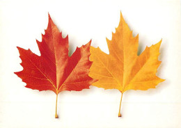 Delcampe - Carte Postale - Publicite - Dexia Bank - Feuilles Rouge Et Jaune - Carte Neuve - CPM - Voir Scans Recto-Verso - Poscard - Werbepostkarten