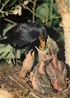 Delcampe - Carte Postale - Animaux - Oiseaux - Merle - Oisillons - Nid - CPM - Voir Scans Recto-Verso - Poscard - Carta Postal -  P - Vogels
