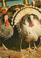 Delcampe - Carte Postale - Animaux - Oiseaux - Dindons - CPM - Voir Scans Recto-Verso - Poscard - Carta Postal -  Postkarte - Vogels