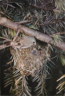 Delcampe - Carte Postale - Animaux - Oiseaux - Roitelet Huppé - Goldcrest (Regulus Regulus) - Nid - Oisillons - Carte Neuve - CPM - - Vogels