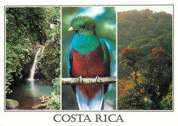Delcampe - Carte Postale - Animaux - Oiseaux - A Définir - Costa Rica - Multivues - Foret Tropicale - Voir Timbre Du Costa Rica - C - Vogels