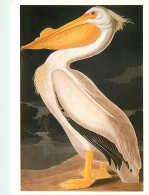 Delcampe - Carte Postale - Format - 160 X 115 Mms - Animaux - Oiseaux - Illustration De Jean-Jacques Audubon - American White Pélic - Vogels
