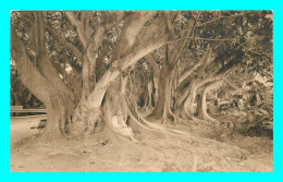 Delcampe - A830 / 005 Algérie ALGER Vue Dans Le Jardin D'Essai ( Arbre ) - Algerien