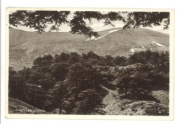 Delcampe - 2 Cpsm Liban - Les Cèdres / Jounier - Liban