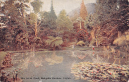 Delcampe - A778 Ceylon Sri Lanka Lotus Pond Hakgalla Gardens Lake Vintage Postcard - Welt
