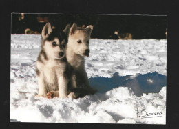 Delcampe - Chiens Huskies Hond Dog Hund Puppy Photo Carte Postale AK - Hunde