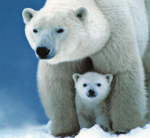 Delcampe - CPM - OURS POLAIRE - POLAR BEARS - CANADA - Osos