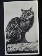 Delcampe - KATTEN CATS CHATS KATZEN     N0215 - Chats