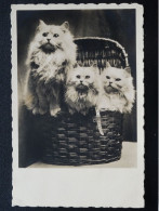 Delcampe - KATTEN CATS CHATS KATZEN     N0215 - Chats