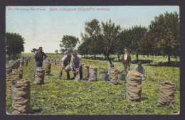 Delcampe - Postcard, United States, Harvesting Red Onions, San Joaquin County, California - Landwirtschaftl. Anbau