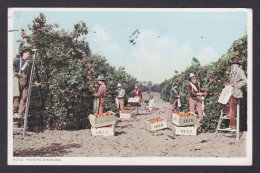 Delcampe - Postcard, United States, Picking Oranges - Landwirtschaftl. Anbau
