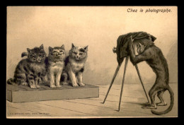 Delcampe - PHOTOGRAPHIE - CARTE FANTAISIE GAUFREE - CHATS ET SINGE PHOTOGRAPHE - Fotografie