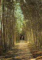 Delcampe - 30-ANDUZE-N°T2745-D/0097 - Anduze