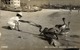 Delcampe - CPA Acapulco De Juárez Guerrero Mexiko, Pelikane - Mexiko