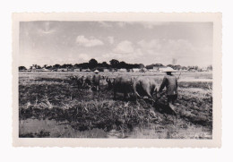 Delcampe - Vietnam - Indochine - Scène Rurale - Labour Aux Buffles - Non Circulée - Vietnam