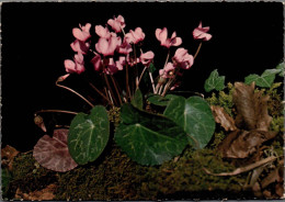 Delcampe - CPM.  LE CYCLAMEN D'EUROPE  .  CYCLAMEN EUROPAEUM  .  CARTE NON ECRITE - Blumen