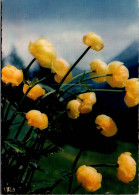 Delcampe - CPM.   FLORE DE MONTAGNE .  TROLLES  .  TROLLUS EUROPEANS   .  CARTE NON ECRITE - Blumen