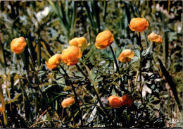 Delcampe - CPM.   FLORE DE MONTAGNE .  RENONCULUS  .  RANUNCULUS MONTANUS  .  CARTE NON ECRITE - Blumen