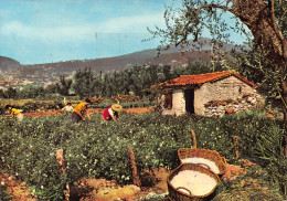 Delcampe - 06-GRASSE-N°T2765-C/0171 - Grasse