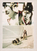 Delcampe - 25 LES HOPITAUX NEUFS CAPITALE DES CHIENS DE TRAINEAUX - Sonstige & Ohne Zuordnung