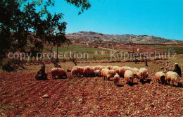 Delcampe - Bethlehem Yerushalayim Shepherd Field - Israël