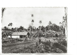 Delcampe - Paraguay : Vue Générale Sur Une Exploitation Agricole Bananière En Forête Env 1950 GF. - Paraguay